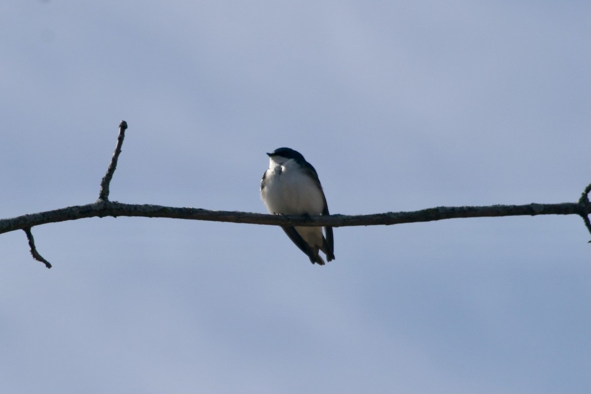 Tree Swallow - ML617001553