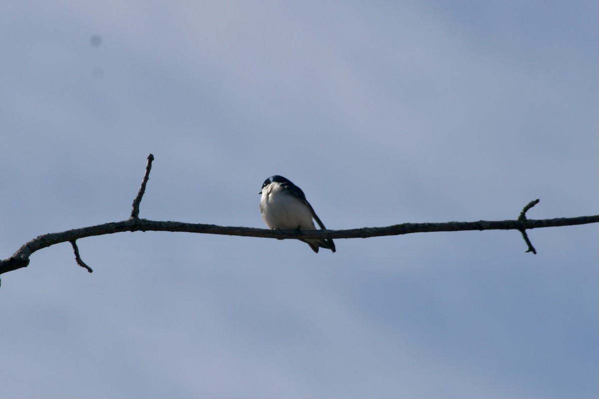 Tree Swallow - ML617001554
