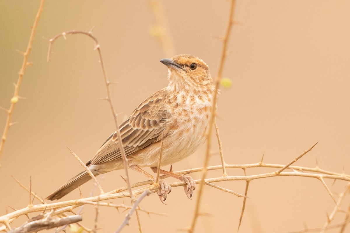 Pink-breasted Lark - ML617001650