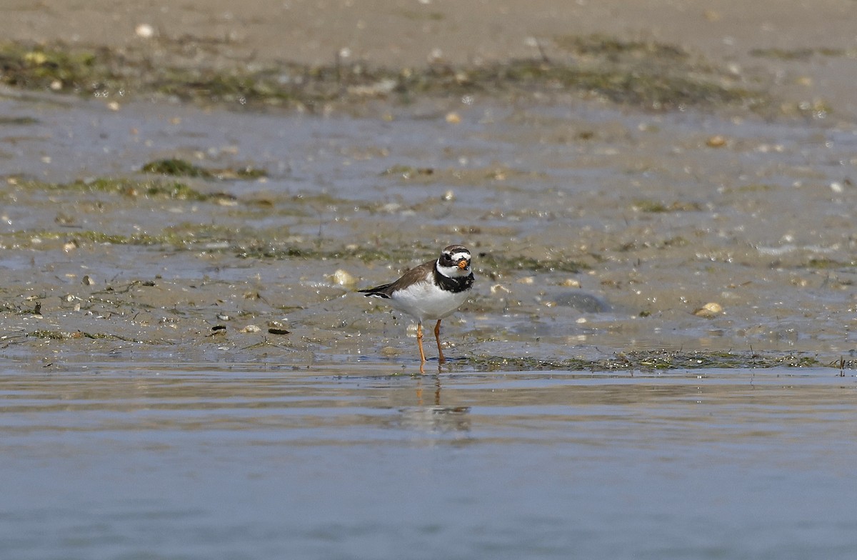 Common Ringed Plover - ML617001667