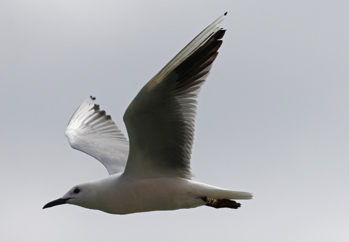 Slender-billed Gull - Paul Chapman