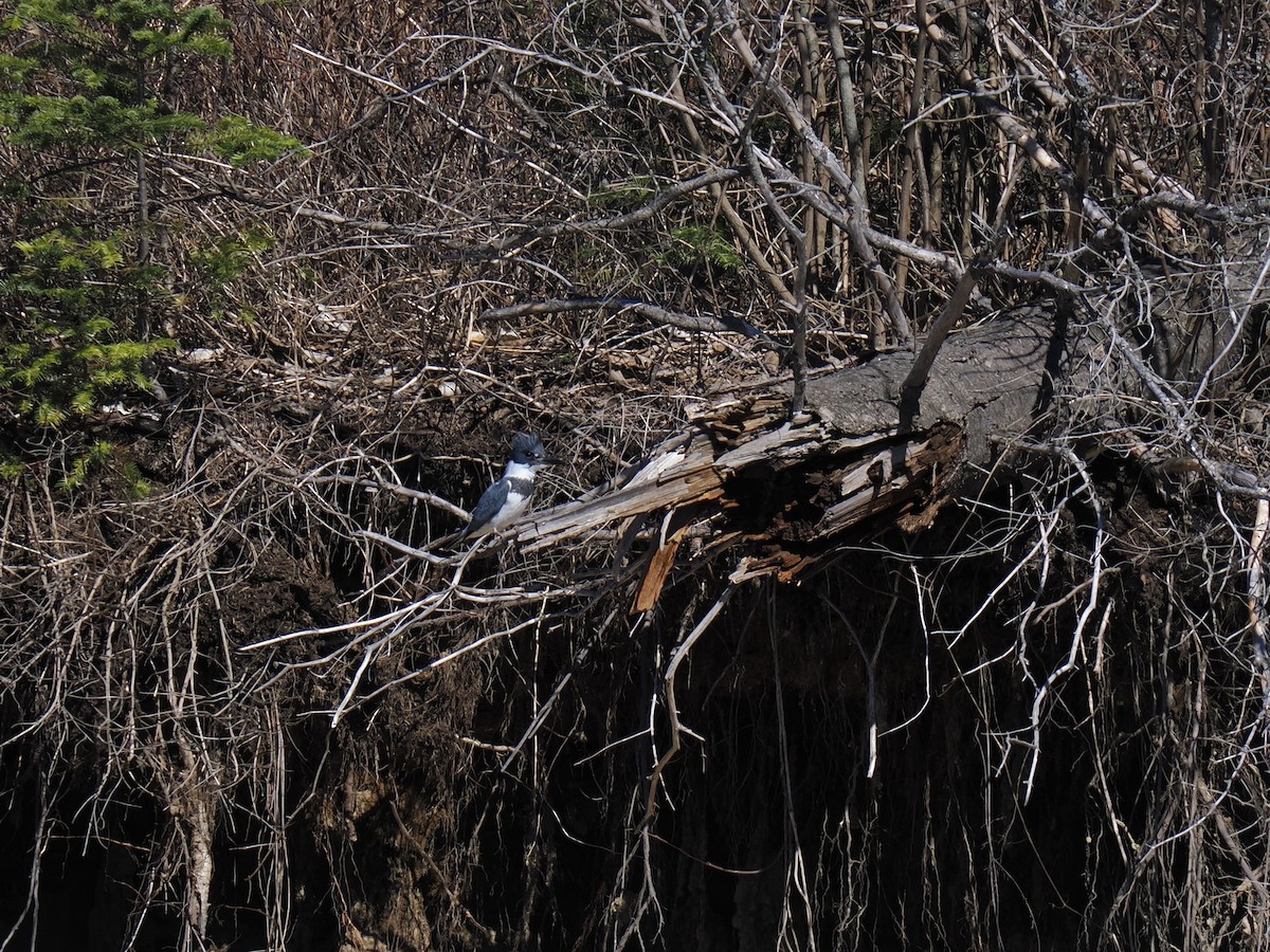 Belted Kingfisher - ML617001753