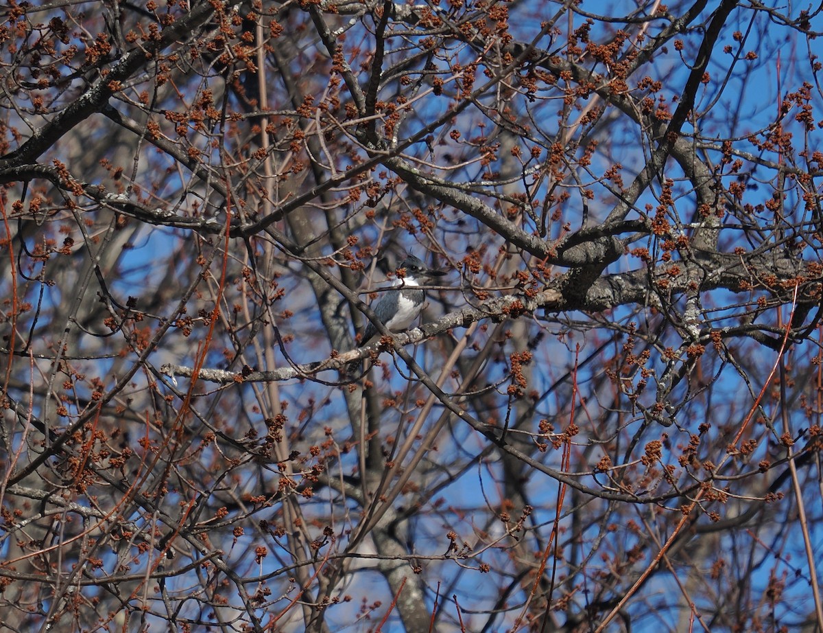 Belted Kingfisher - ML617001757