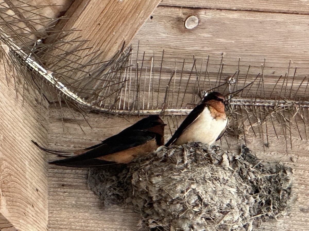 Barn Swallow - ML617001893