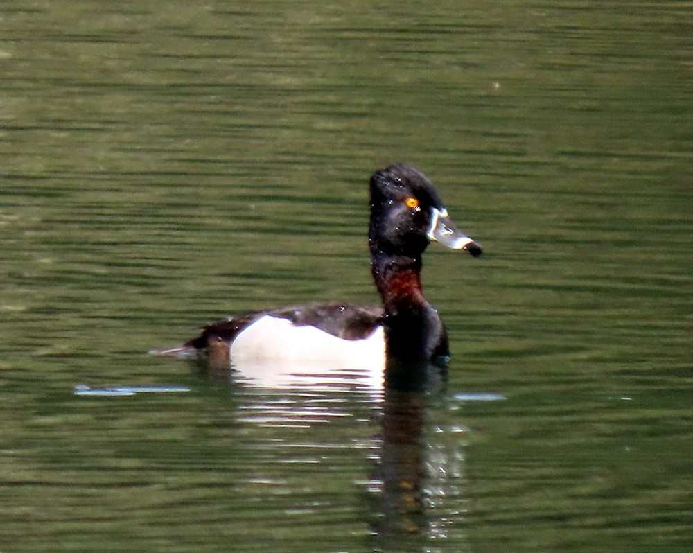 Ring-necked Duck - ML617002010