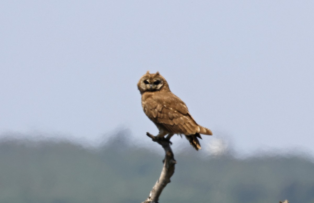 Marsh Owl - ML617002028