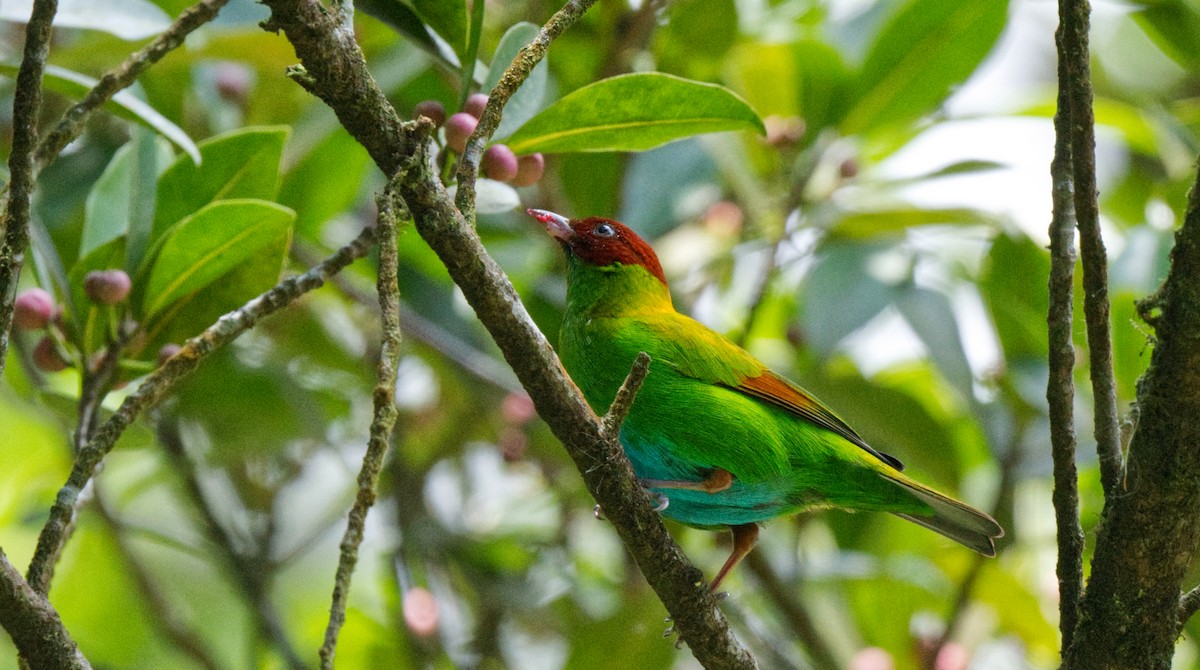 Rufous-winged Tanager - ML617002034