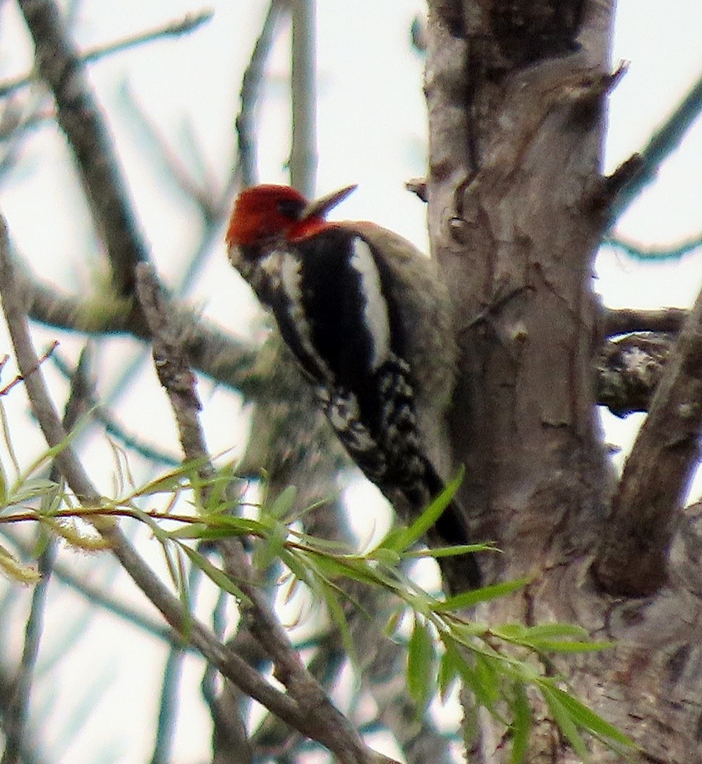Red-breasted Sapsucker - ML617002175
