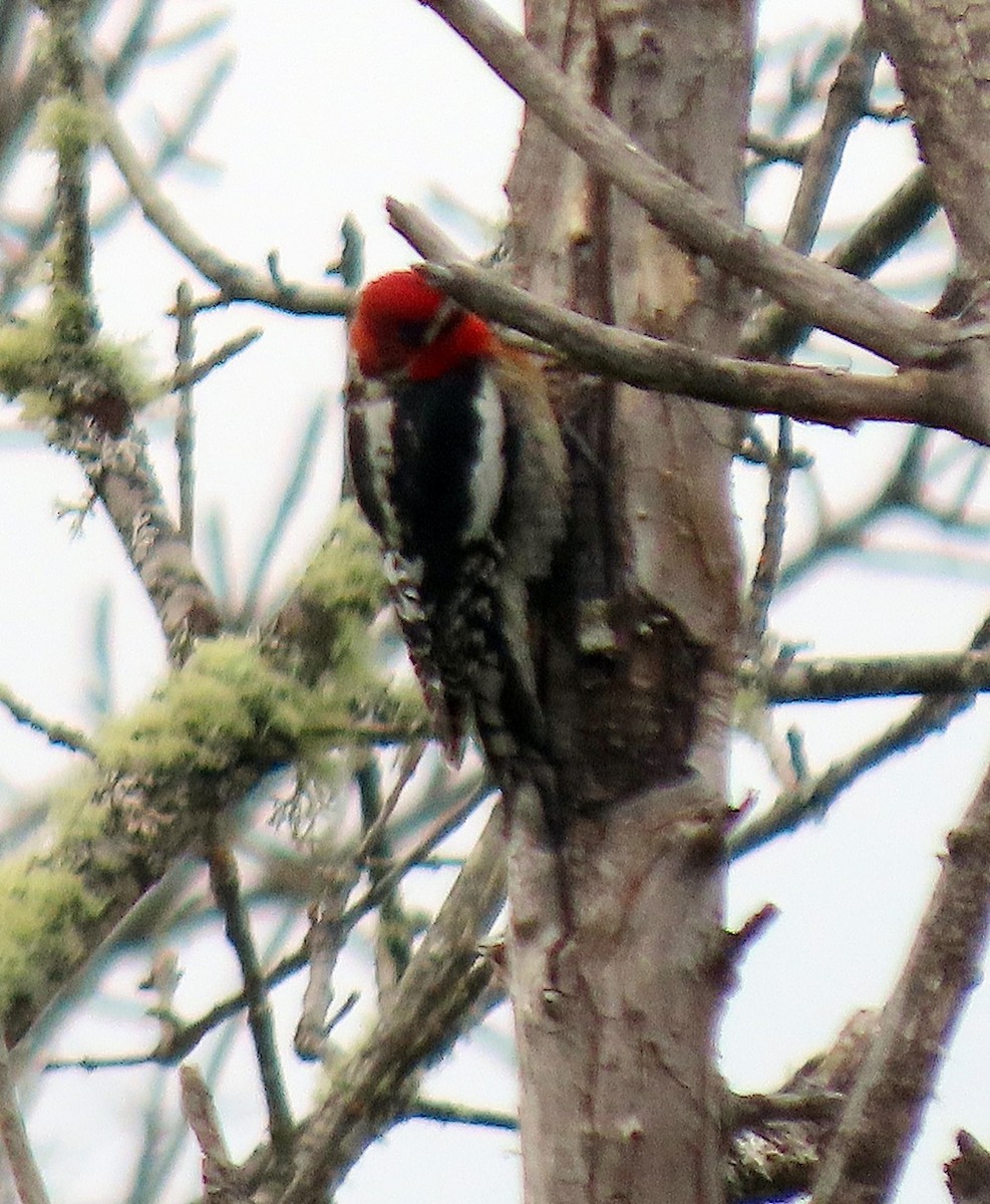 Red-breasted Sapsucker - ML617002176