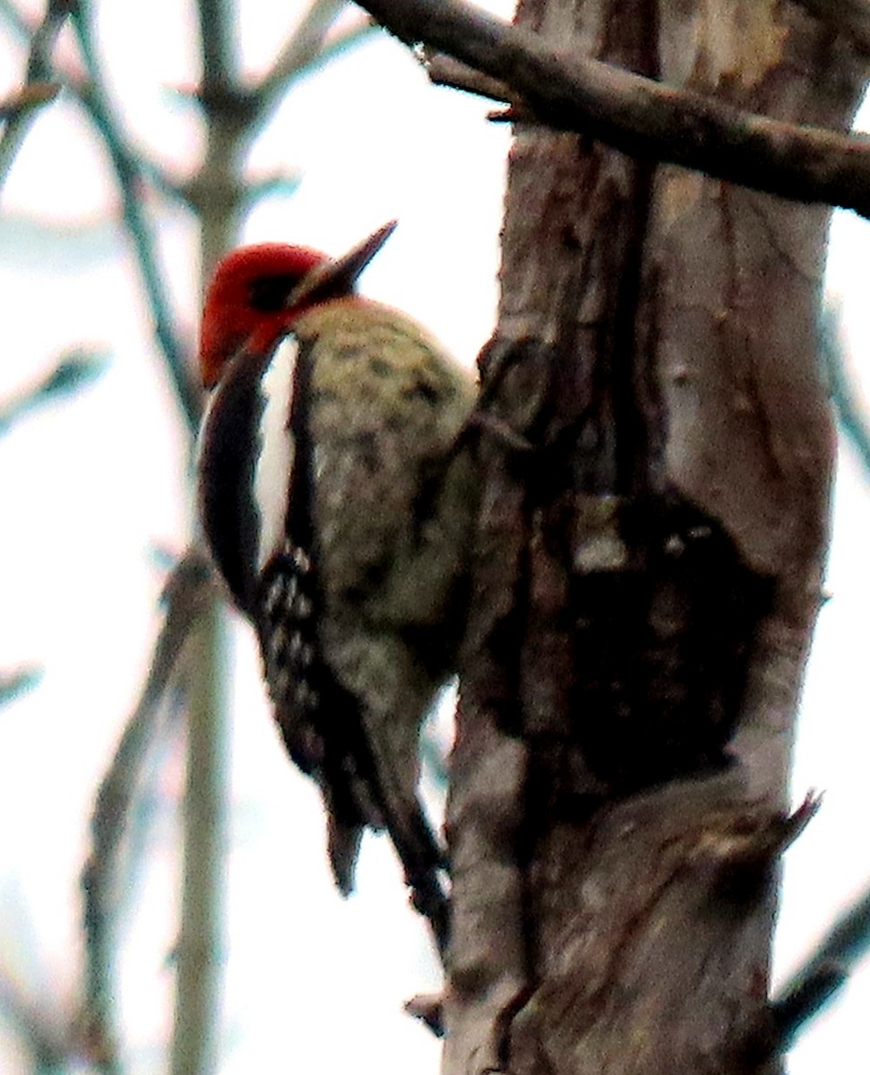 Red-breasted Sapsucker - ML617002177