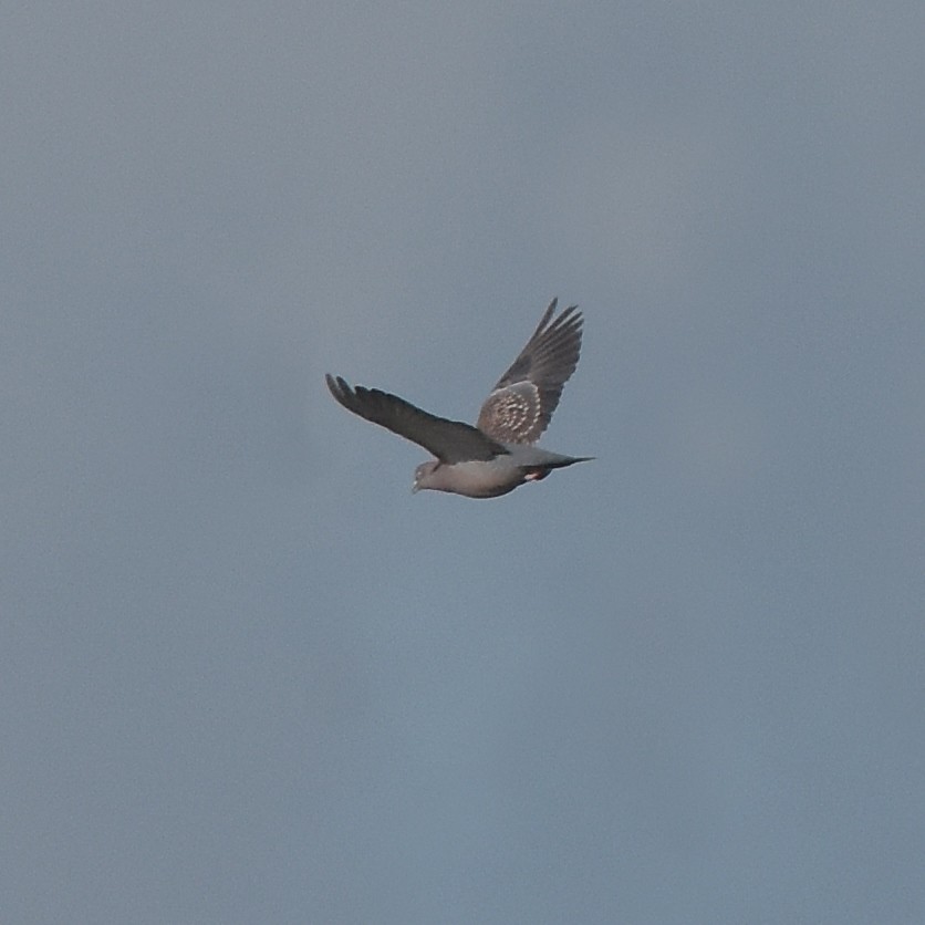 Spot-winged Pigeon - ML617002182