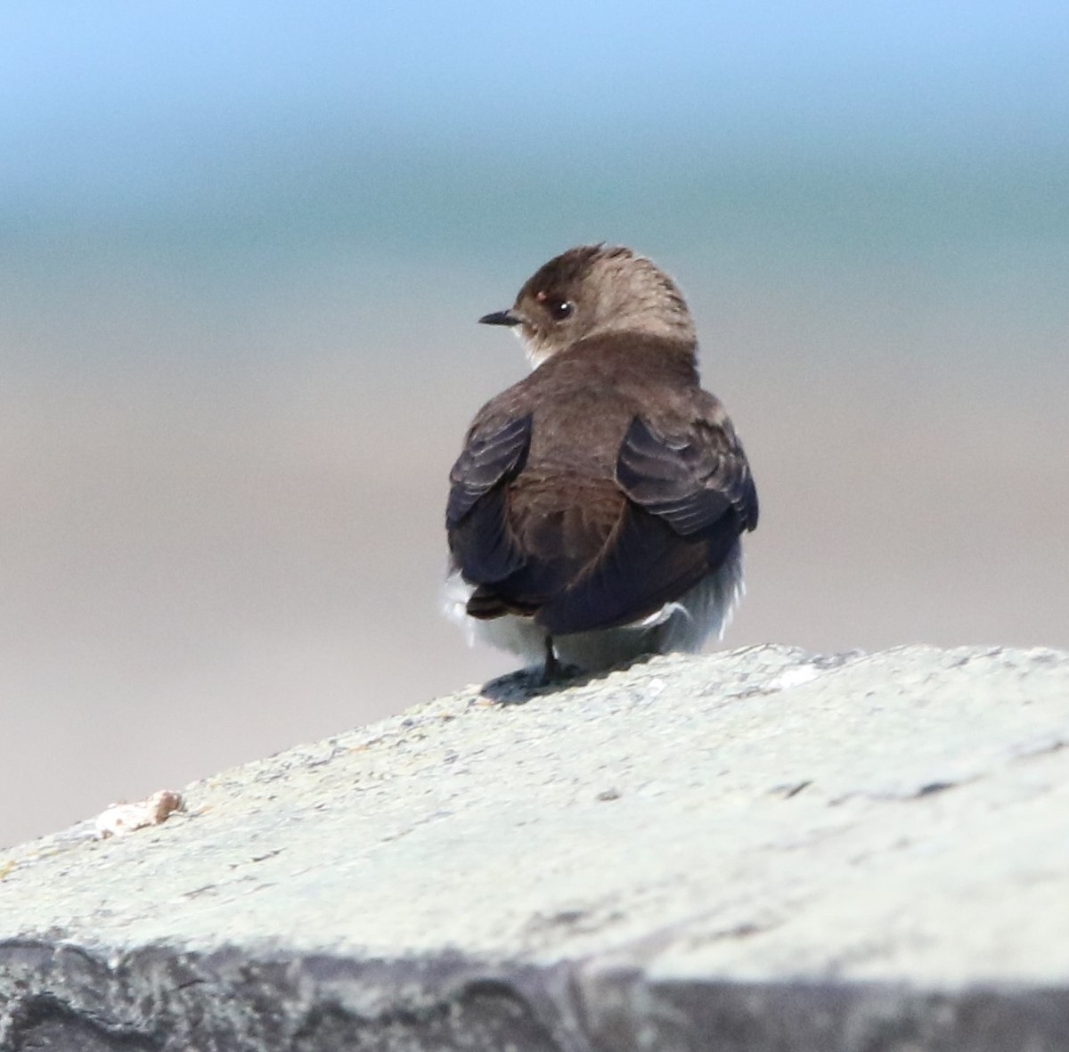 Northern Rough-winged Swallow - ML617002183