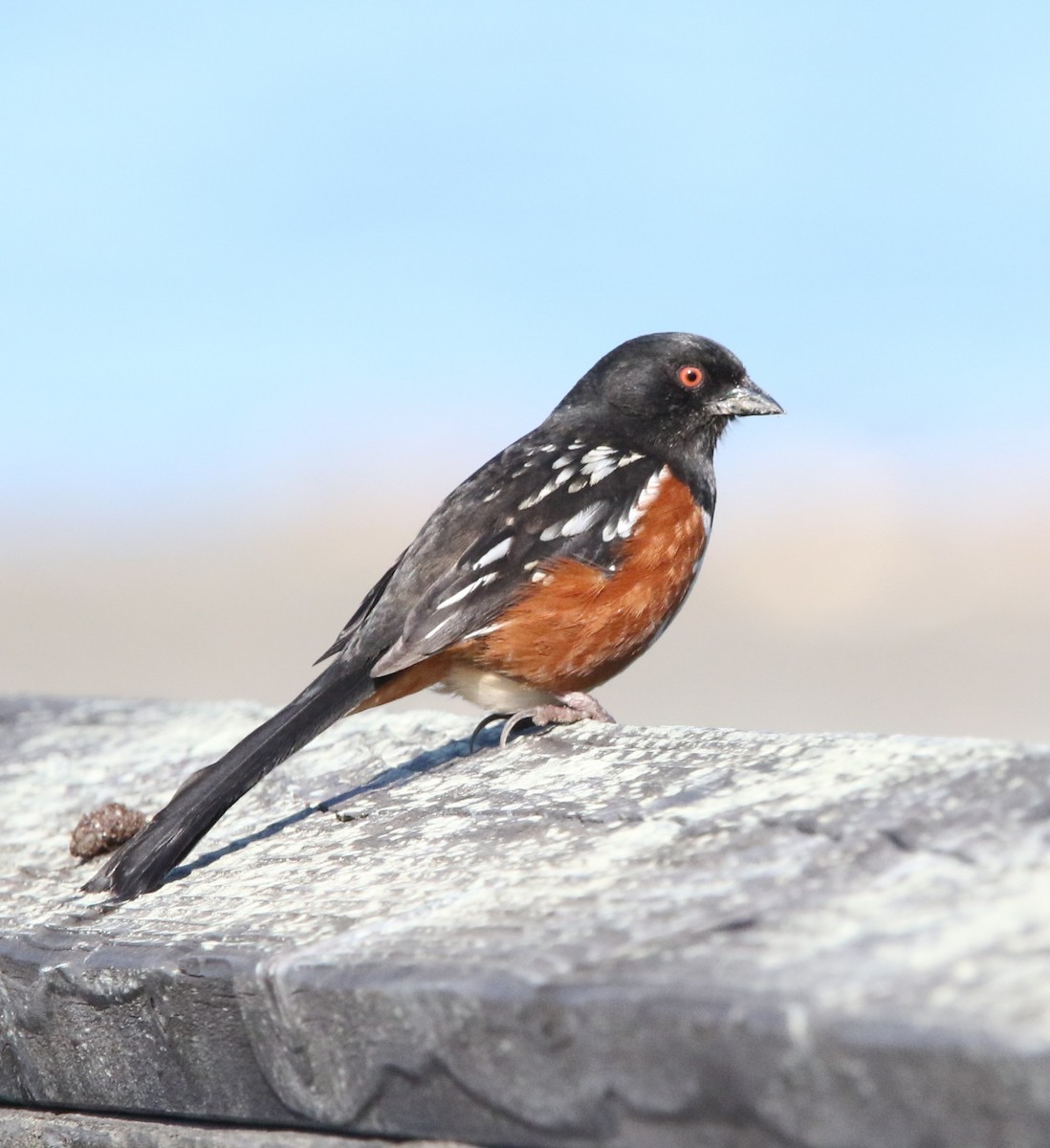 Spotted Towhee - ML617002213