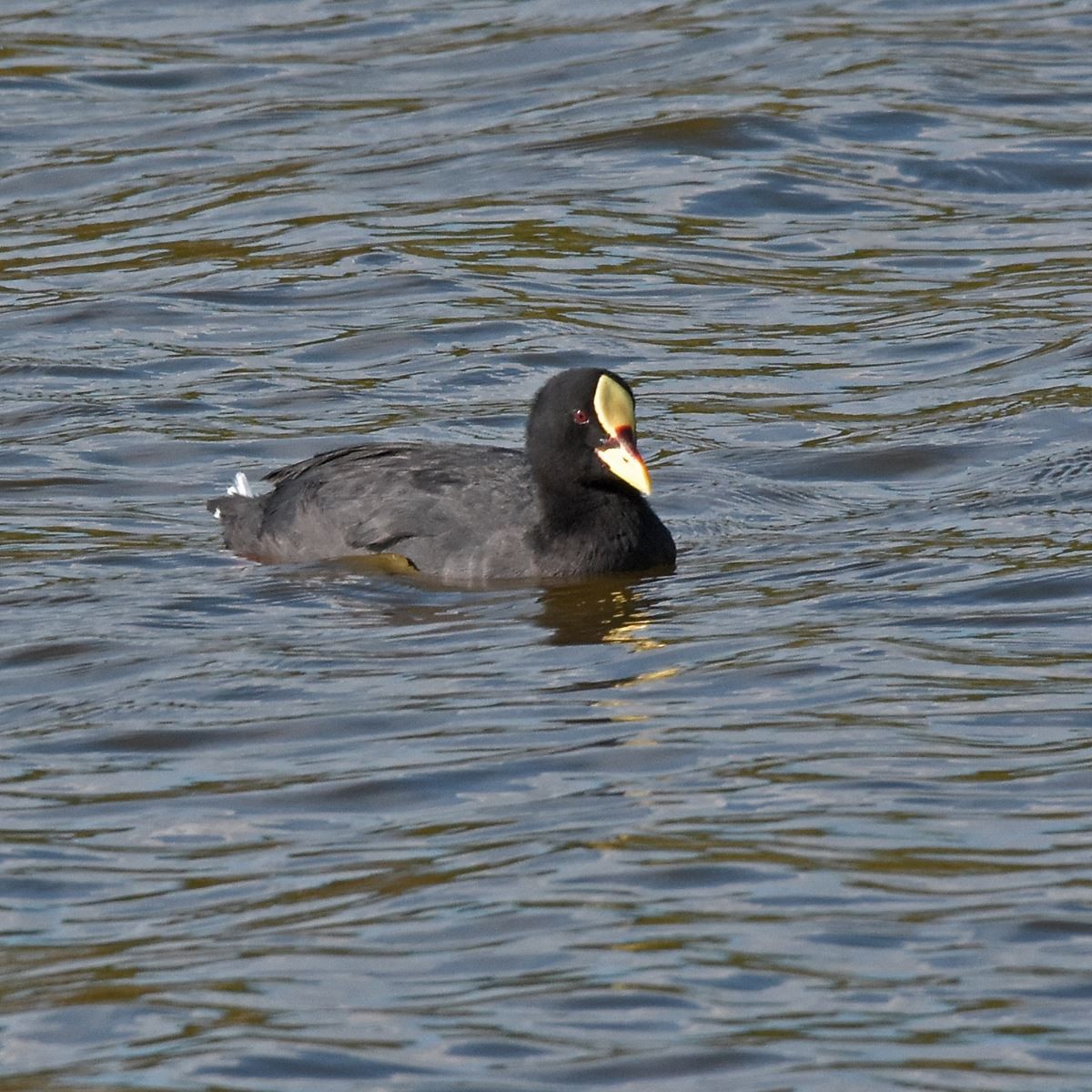 Red-gartered Coot - ML617002244