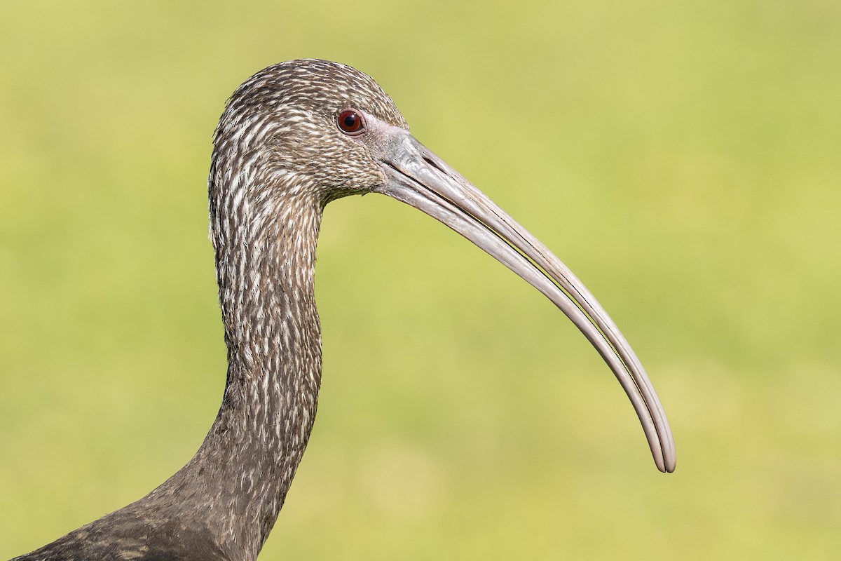ibis americký - ML617002285
