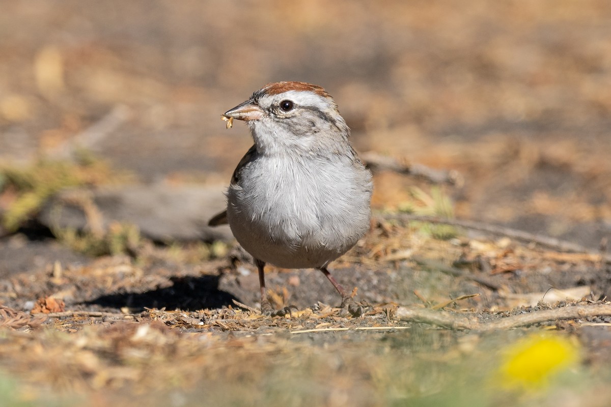 Chipping Sparrow - Patrick Van Thull