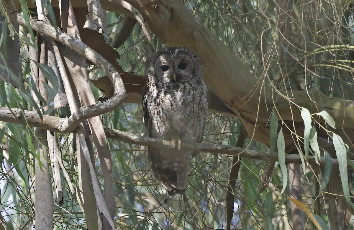 Maghreb Owl - ML617002324