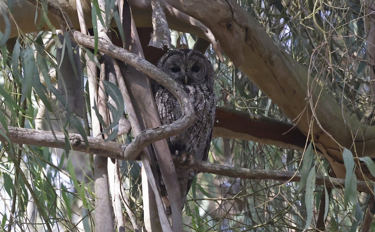 Maghreb Owl - Paul Chapman
