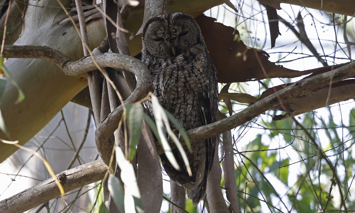 Maghreb Owl - Paul Chapman