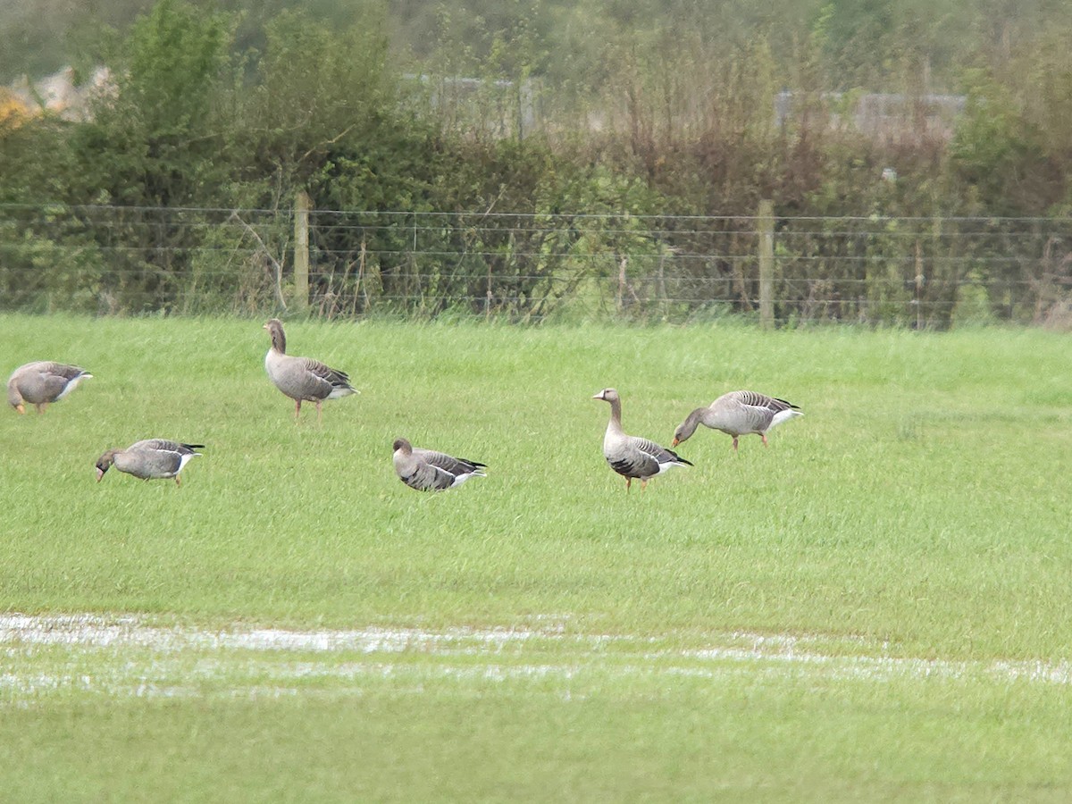 Greater White-fronted Goose - ML617002552