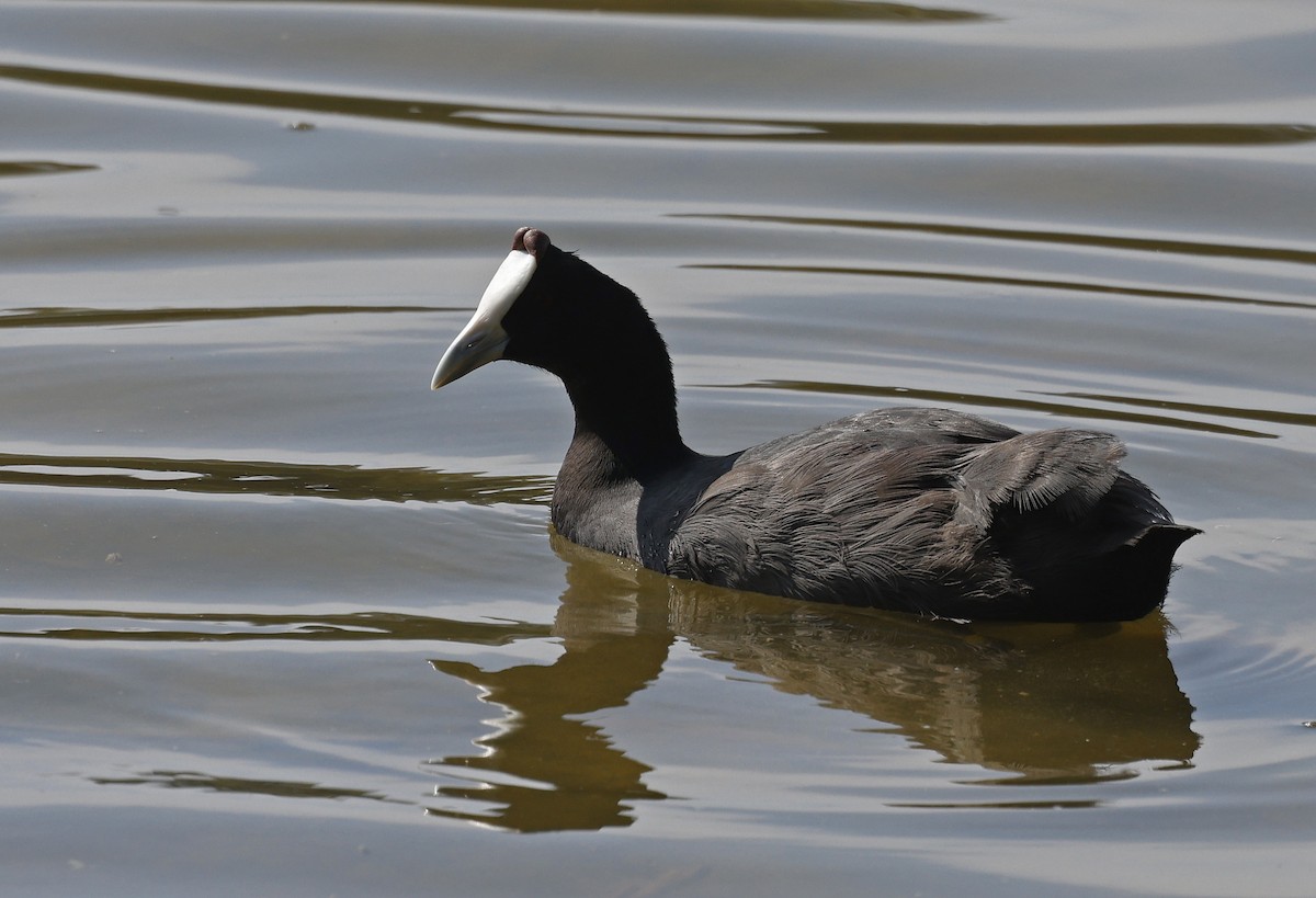 Red-knobbed Coot - ML617002596