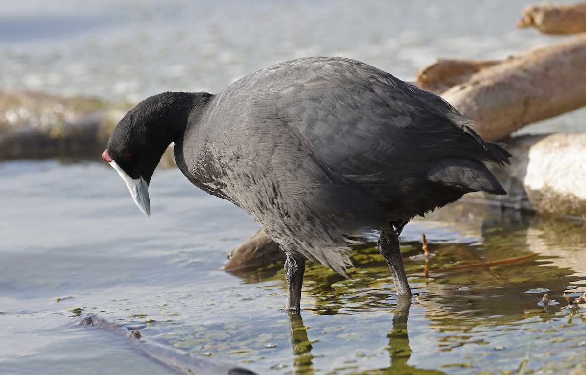 Red-knobbed Coot - ML617002604