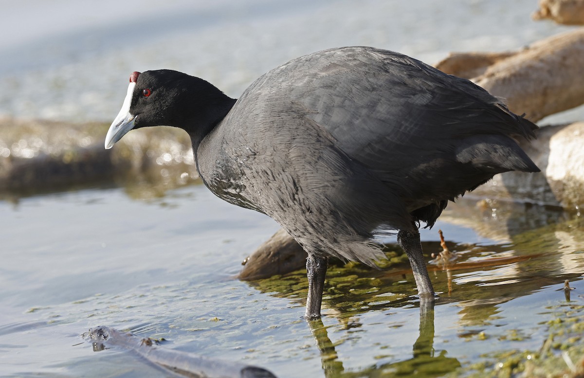 Red-knobbed Coot - ML617002614