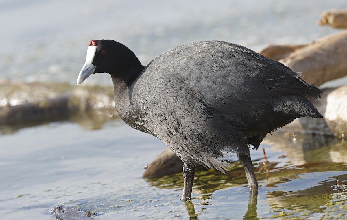Red-knobbed Coot - ML617002618