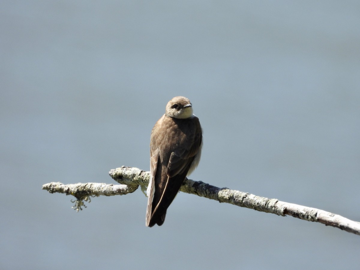 Northern Rough-winged Swallow - ML617002849
