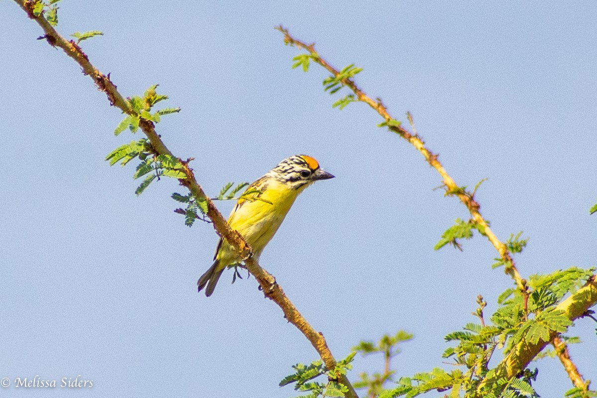 Yellow-fronted Tinkerbird - ML617002853