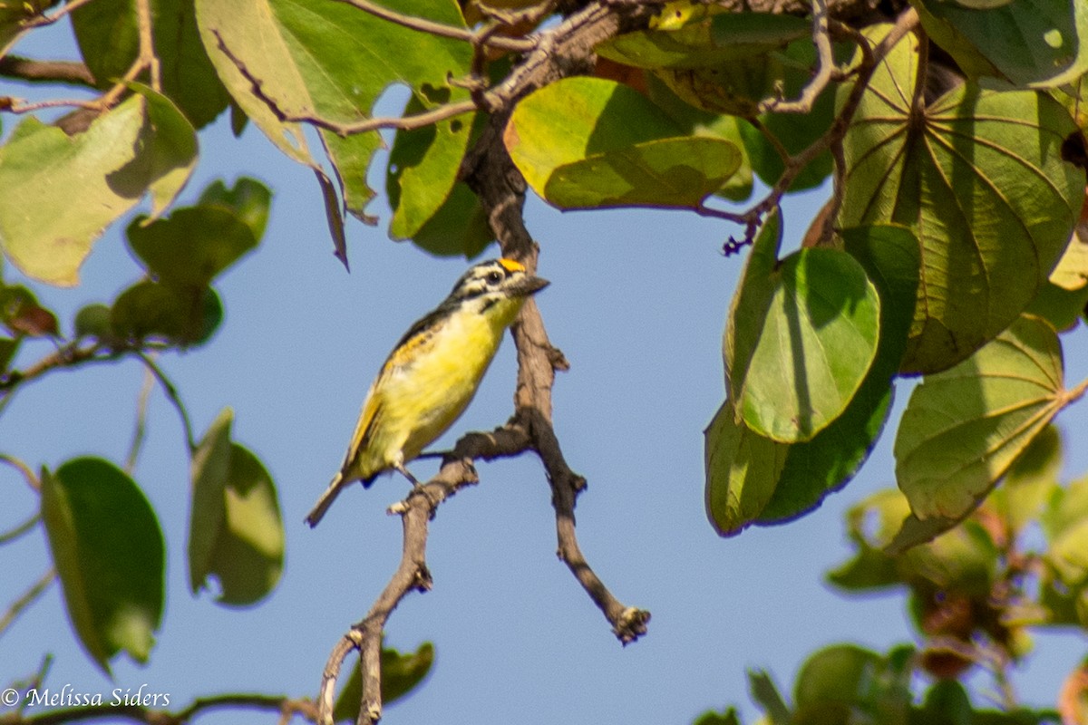Yellow-fronted Tinkerbird - ML617002854