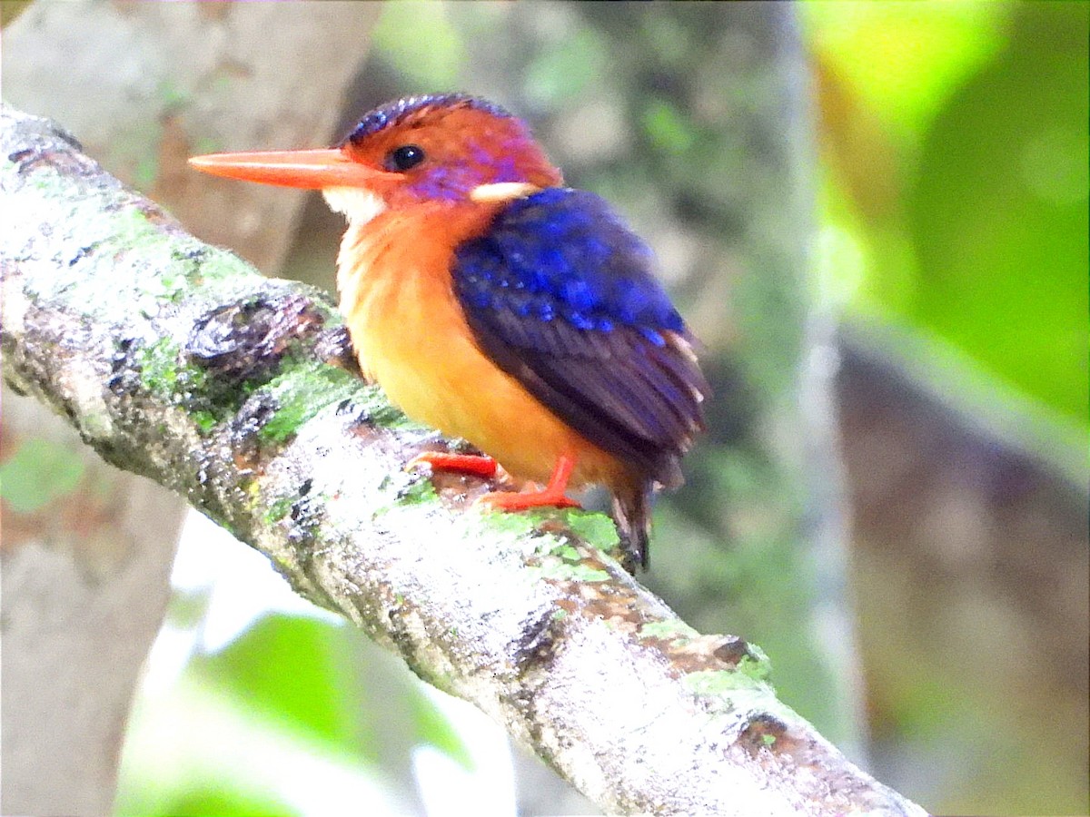 African Pygmy Kingfisher - ML617002978