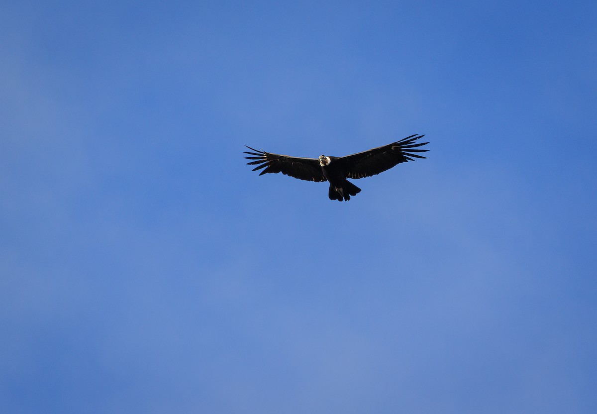 Andean Condor - ML617003012