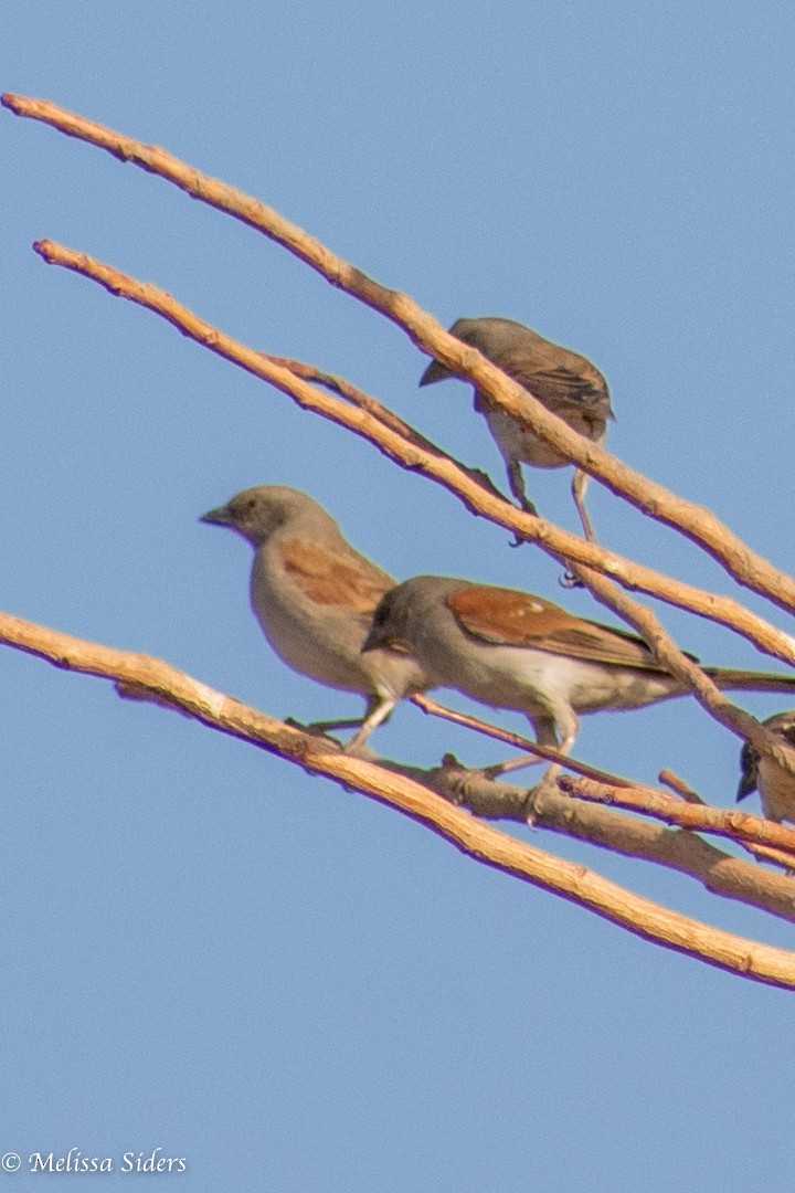 Northern Gray-headed Sparrow - ML617003058