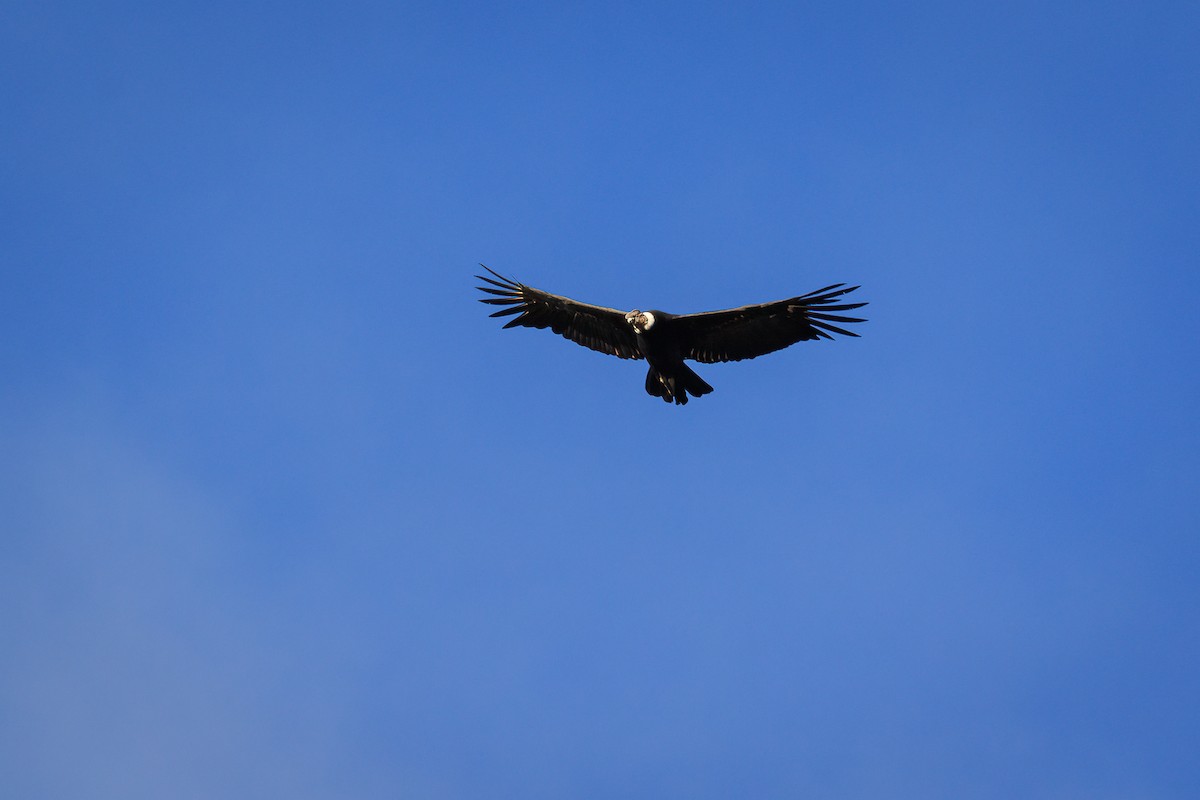 Andean Condor - ML617003060