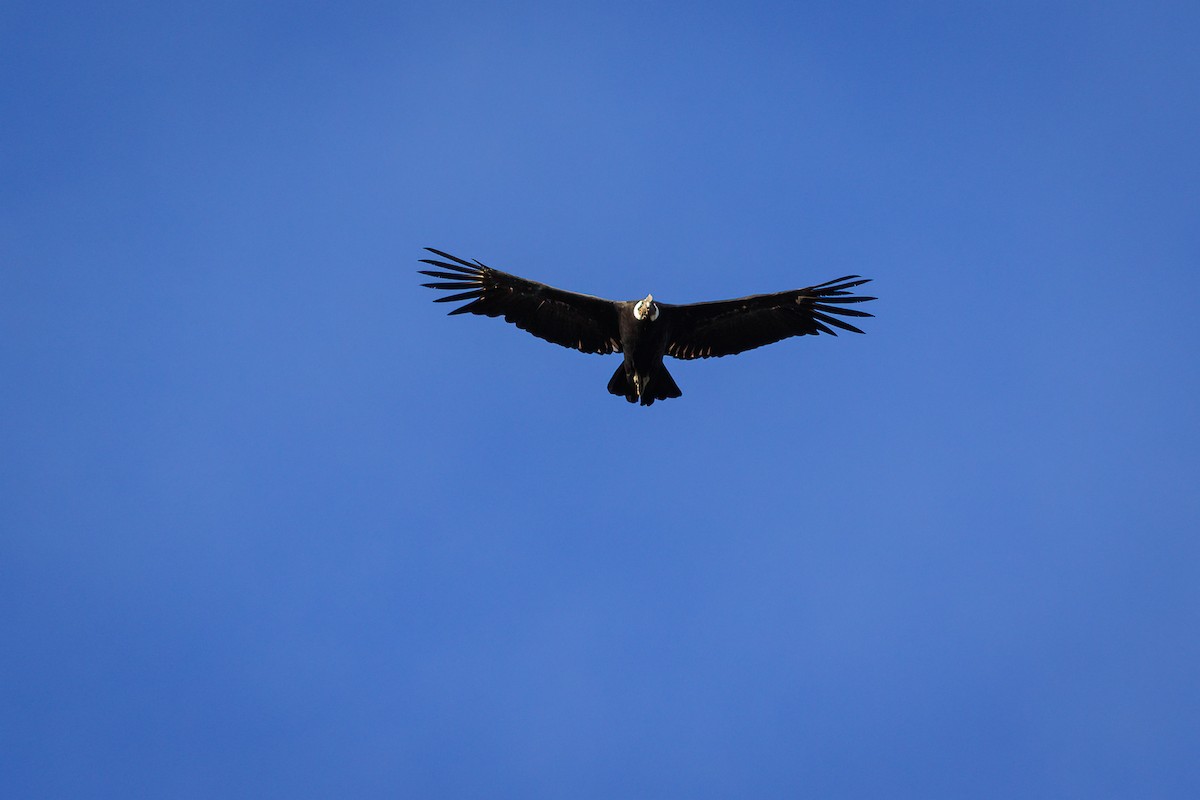 Andean Condor - ML617003105
