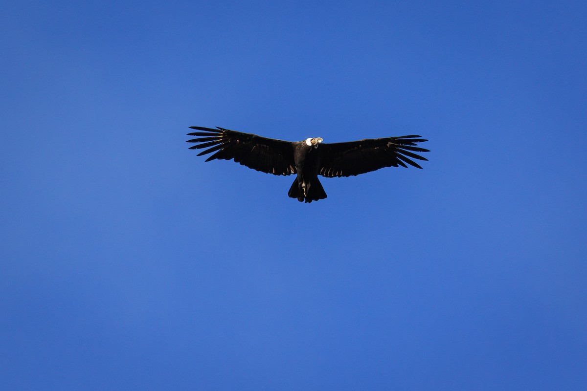 Andean Condor - ML617003159