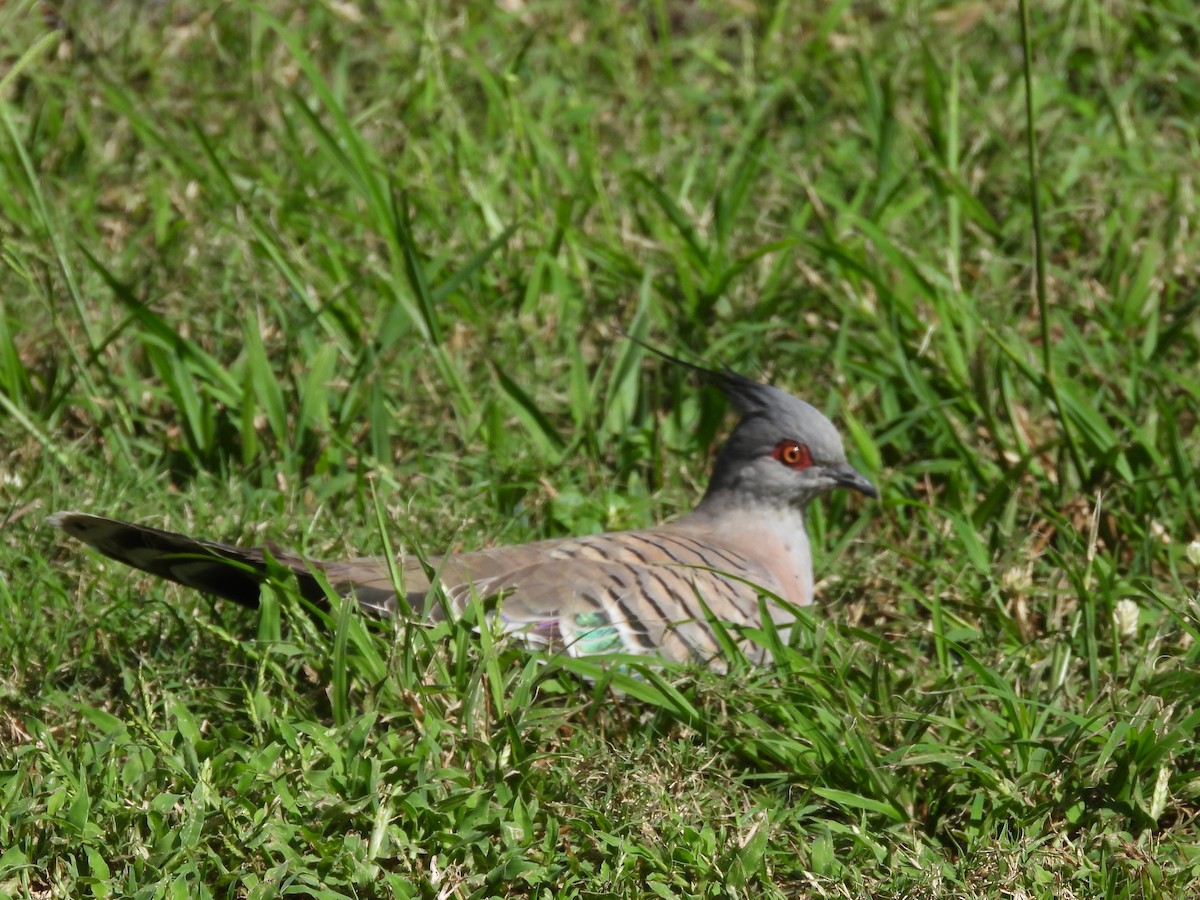 Crested Pigeon - ML617003202
