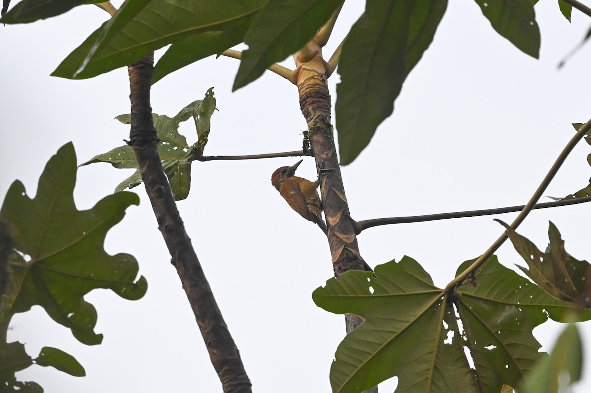 Smoky-brown Woodpecker - ML617003381