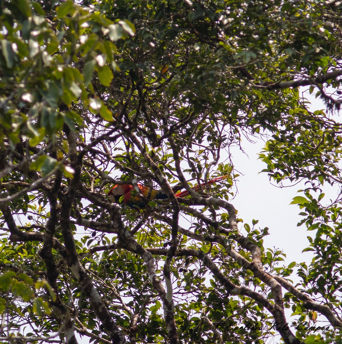 Scarlet Macaw - ML617003419
