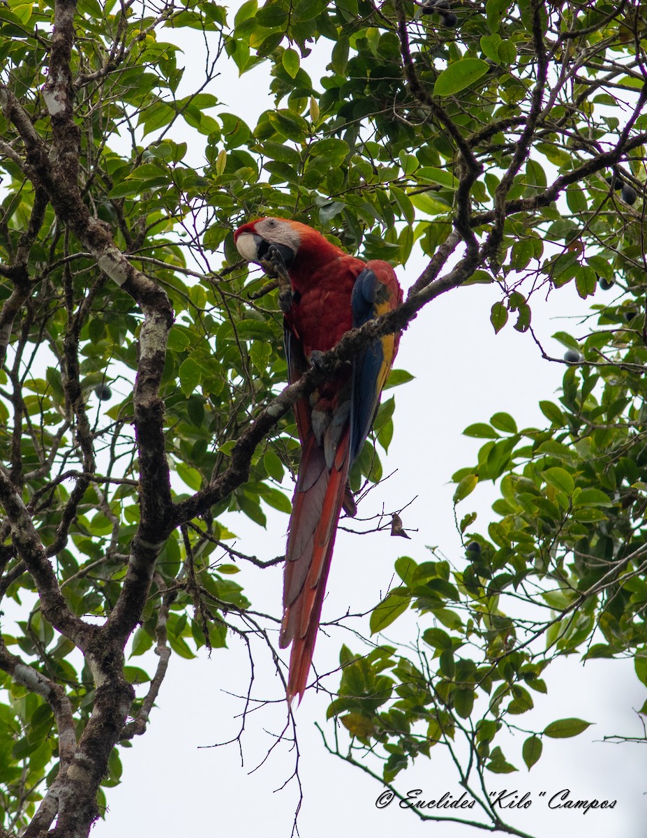 Scarlet Macaw - ML617003420