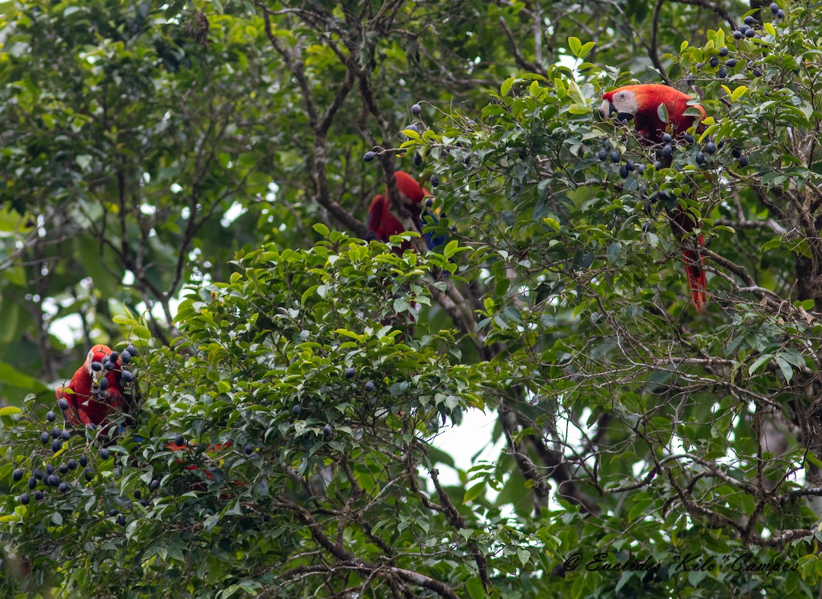 Scarlet Macaw - Euclides "Kilo" Campos