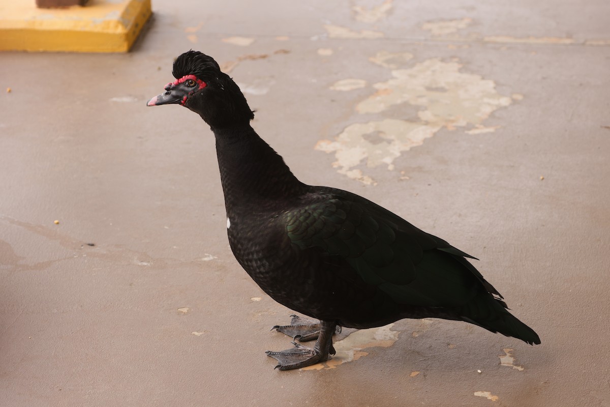 Muscovy Duck (Domestic type) - ML617003577