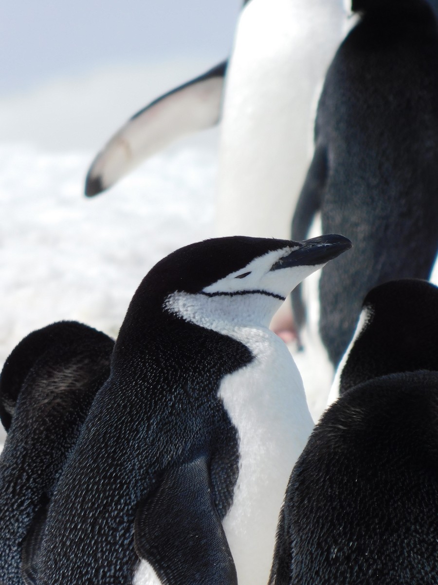 Пінгвін антарктичний - ML617003616