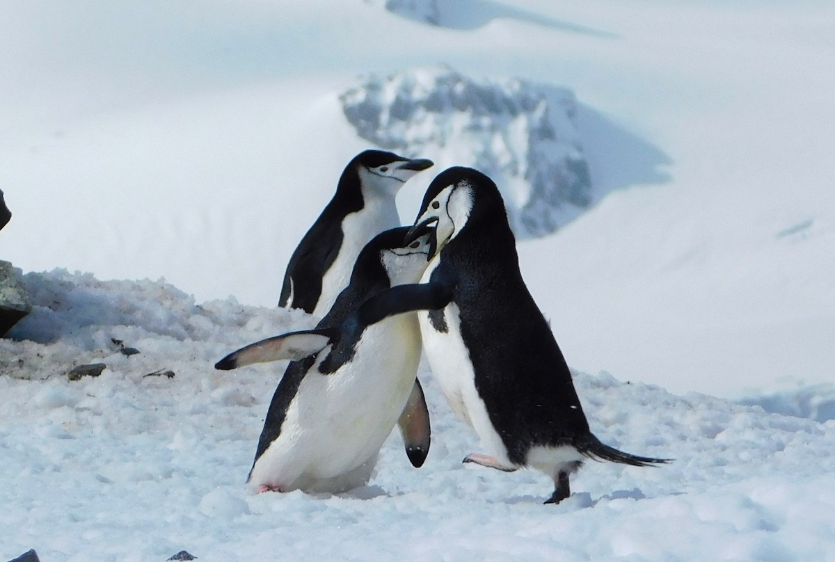 Пінгвін антарктичний - ML617003655