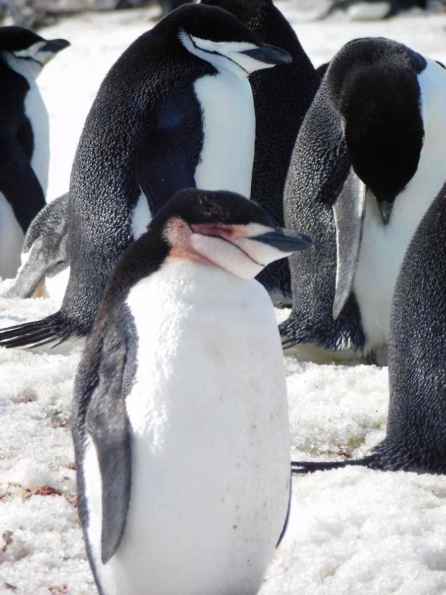 Пінгвін антарктичний - ML617003689