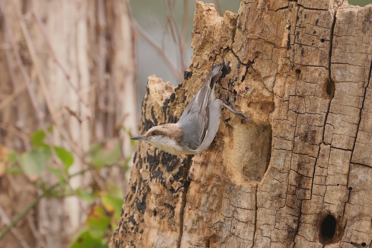 Brown-headed Nuthatch - ML617003712