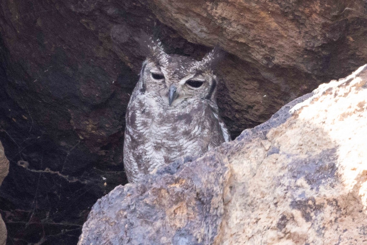 Grayish Eagle-Owl - ML617003714