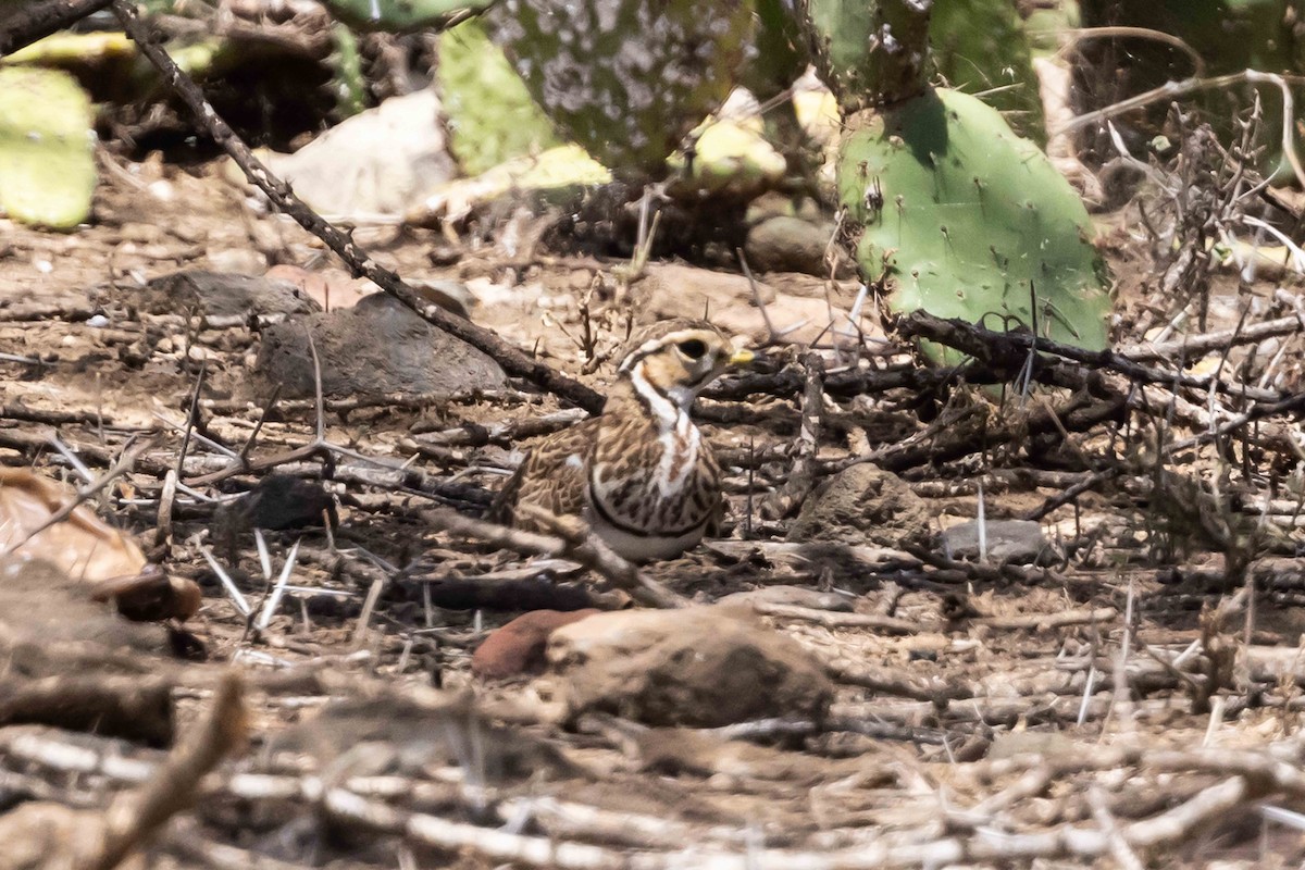 Three-banded Courser - ML617003754