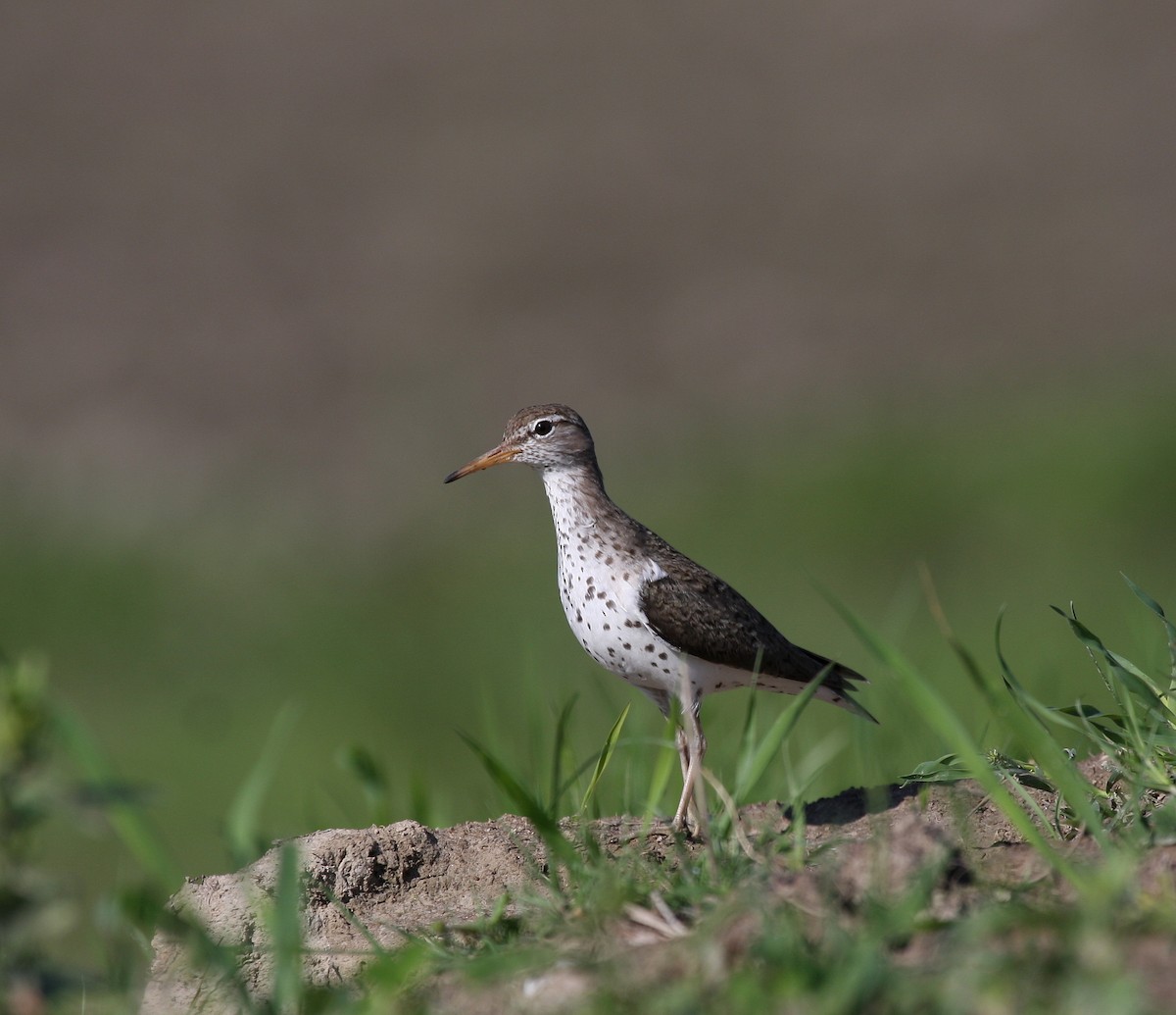 Spotted Sandpiper - Yves Dugré